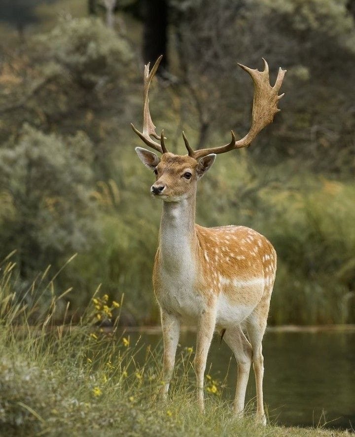 Fallow Deer