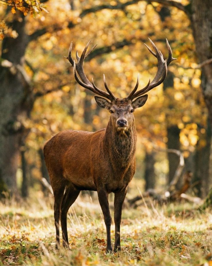 Red Deer