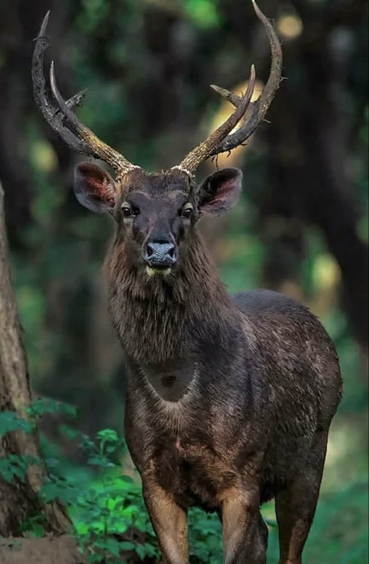 Sambar Deer